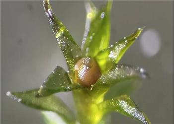 خزههایی که 9 ماه در فضا زنده ماندند!