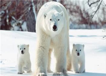 خرسهای قطبی ژنهای خود را برای سازگاری با دنیای گرمتر تغییر میدهند