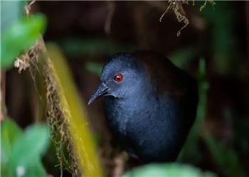 رستاخیز طبیعت: پرندگان گمشده پس از 200 سال به گالاپاگوس بازگشتهاند