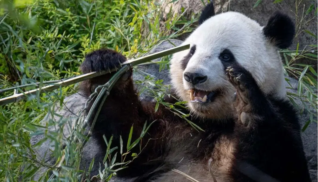 خرسهای تنبل باهوشتر از تصور ما؛ برای نخستینبار استفاده پانداها از ابزار مشاهده شد