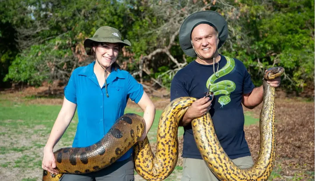 غولی که هرگز کوچک نشد؛ اندازه مار آناکوندا از 12 میلیون سال پیش ثابت مانده است